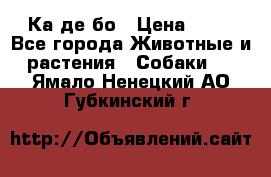 Ка де бо › Цена ­ 25 - Все города Животные и растения » Собаки   . Ямало-Ненецкий АО,Губкинский г.